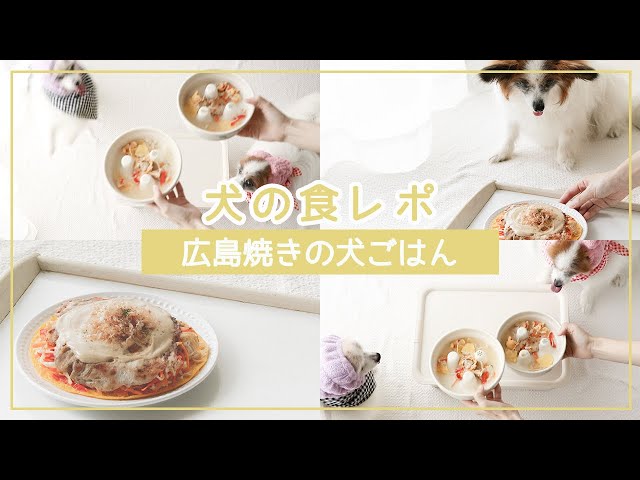 そうめんで広島焼きの犬ごはんを作ってみました 手作り犬ごはんレシピ 犬ごはん先生 いちかわあやこ オフィシャルブログ Powered By Ameba そうめんで広島焼きの犬ごはんを作ってみました 手作り犬ごはんレシピ 犬ごはん先生 いちかわあやこ オフィシャルブログ Powered By Ameba