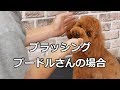 Poodle Grooming ブラッシング プードルさんの場合