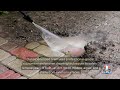 Pressure Washing Holiday Acres DE | Hose Bros Inc | 302 945 9470
