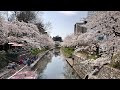 2022年　お花見スポット『松川べり』 前編 【富山県】(20220406撮影)