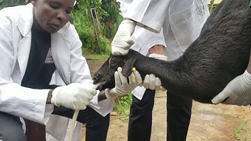 Collection of Rumen Liquor (Adapted Method)