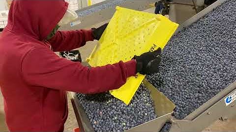 Blueberry packing shed
