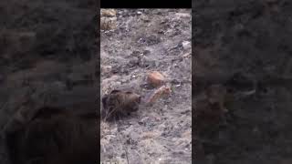 Охота на дикого кабана — Удивительный трофей#Охота #ДикийКабан# #ДикаяПрирода #ЭкстремальнаяОхота
