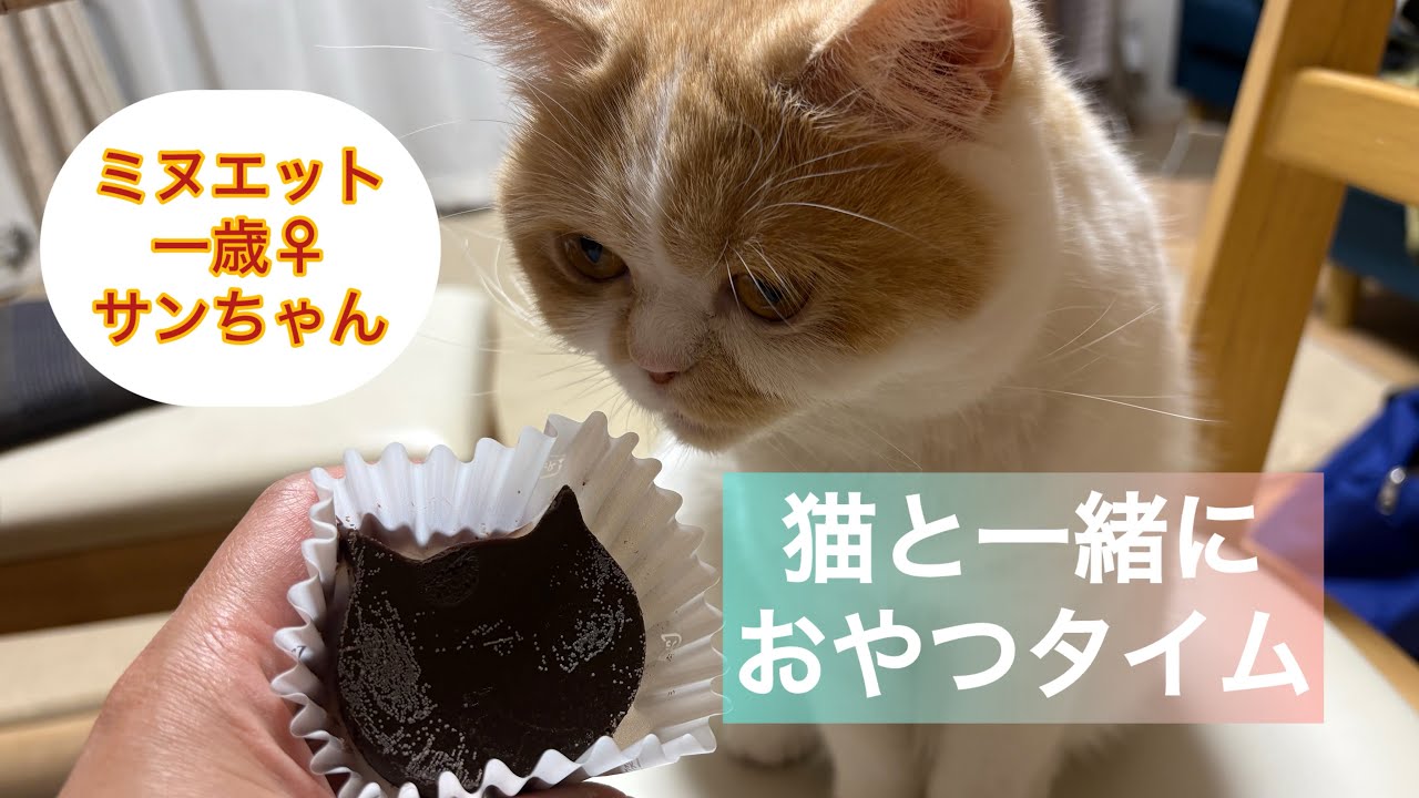 【#38】猫と一緒にオヤツタイム　2026.02.20