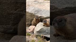 Marmots On The Mountain ⛰️ #marmots #vanlifediaries #wildlife