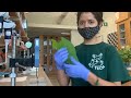 view SERC Interns Explain: Insect and Microbial Damage on Tree Leaves digital asset number 1