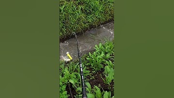đi câu cá mương nước nhỏ #cácconvật #batca #fishing