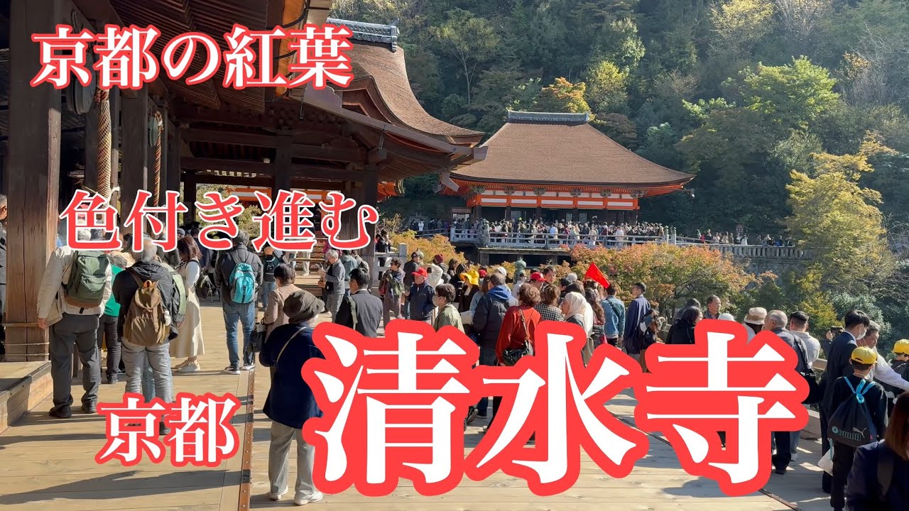 2023年11月14日 色付き進む京都の紅葉🍁 観光客で混雑する清水寺
