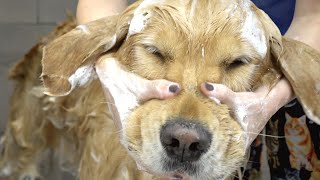 The Most Den Retriever Of Den Retrievers