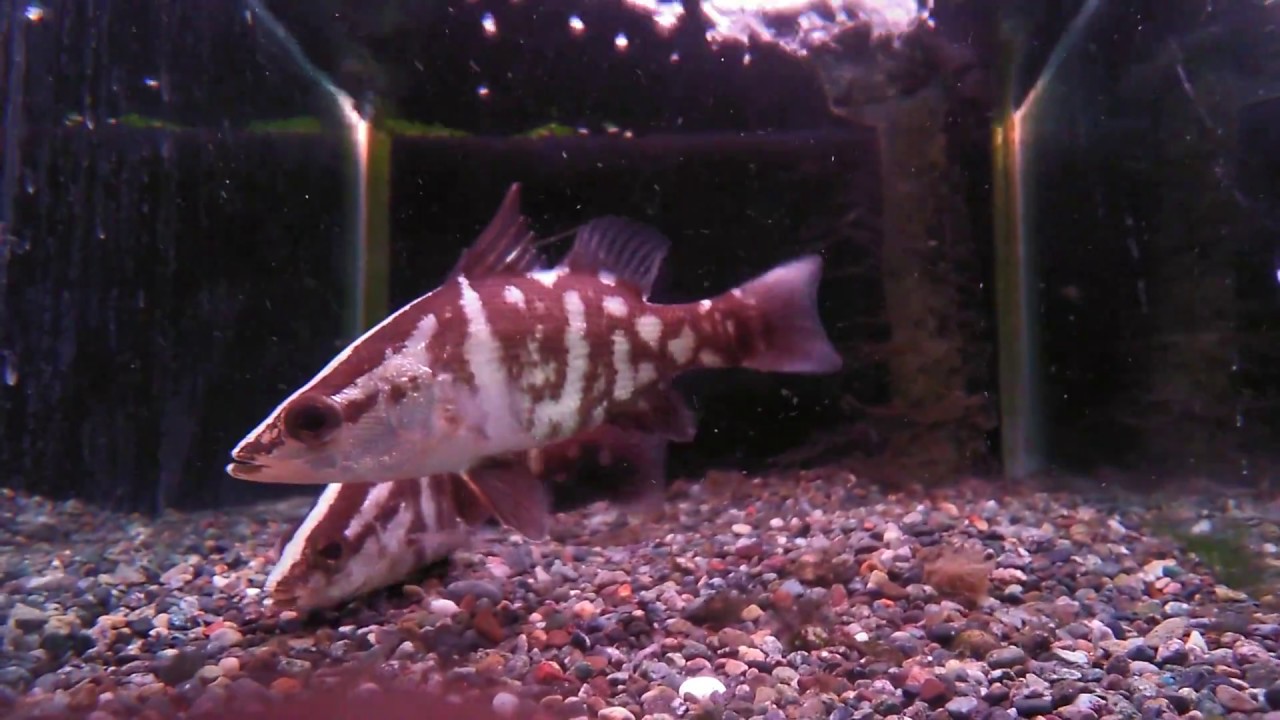 熱帯魚動画図鑑 アカメ Youtube 熱帯魚動画図鑑 アカメ Youtube