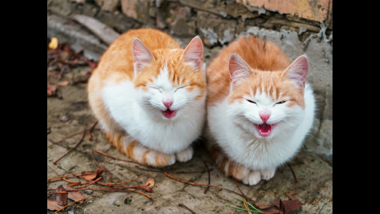 Cat Sound How to attract cat with sounds YouTube