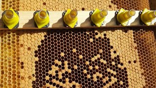 весенний вывод маток .#пчеловодство #пчёлы #пасека