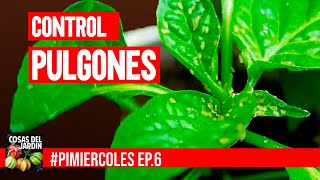 Este es el remedio casero más eficiente contra los pulgones y como aplicarlo #PIMIERCOLES Ep. 6