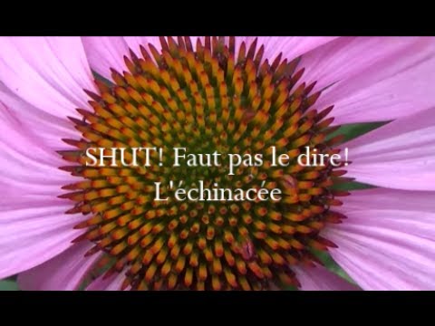 Vidéo: L'échinacée est-elle un antibiotique ?