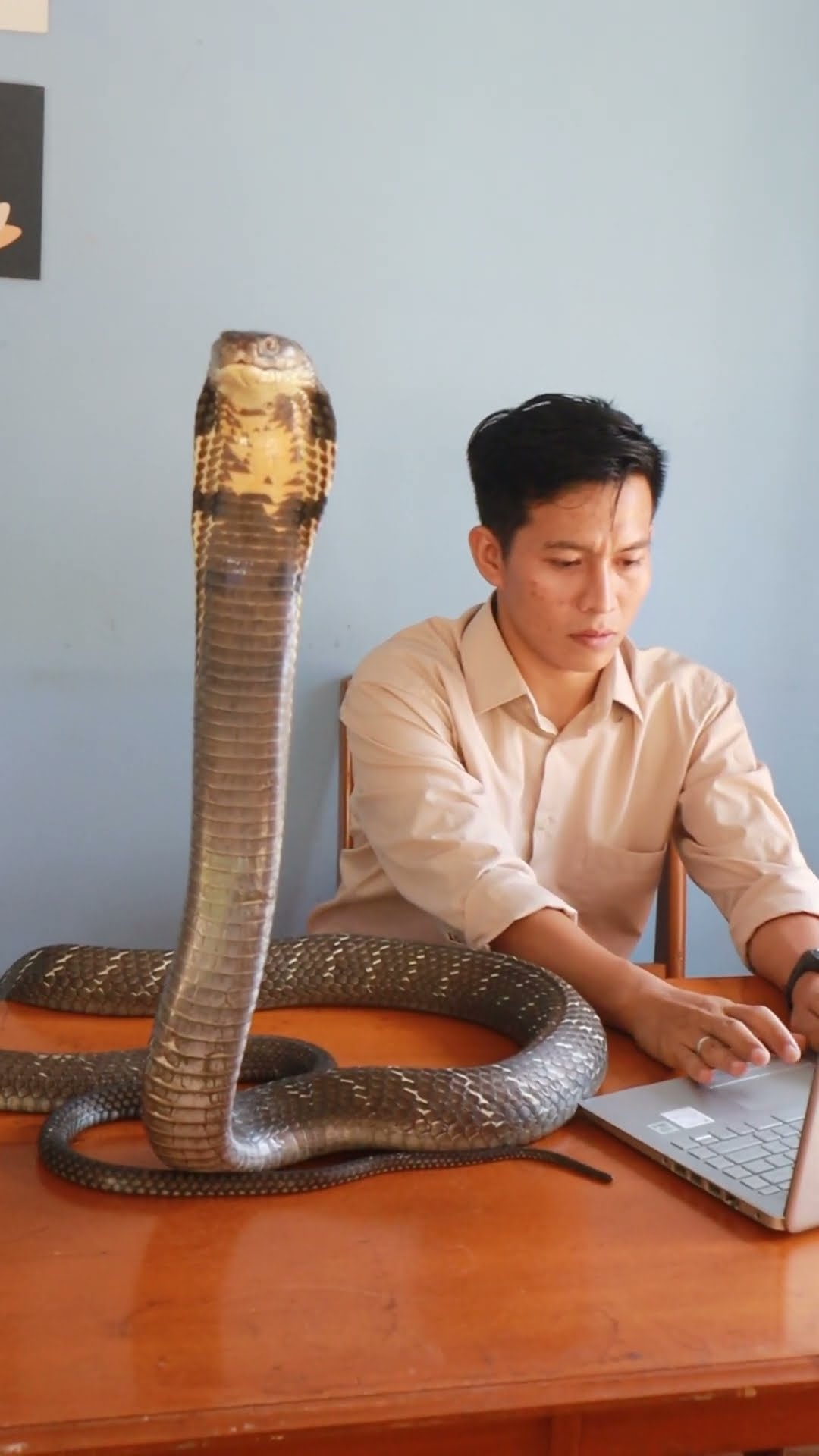 King Cobra Makes Great Coworker || ViralHog