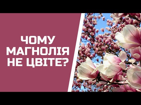 Why magnolia does not bloom: the main mistake when sheltering for the winter