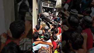 Buffalo Qurbani 2023 Dangerous Big Buffalo