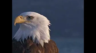 Rendition & Voice-over By Hekbat