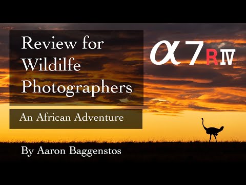 Sony a7RIV Review for Wildlife Photographers