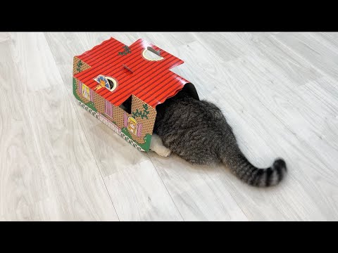 猫用のゴキブリホイホイを設置してみたら猫がこうなってましたwww