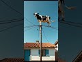 Как и для чего корова юмор экстрим