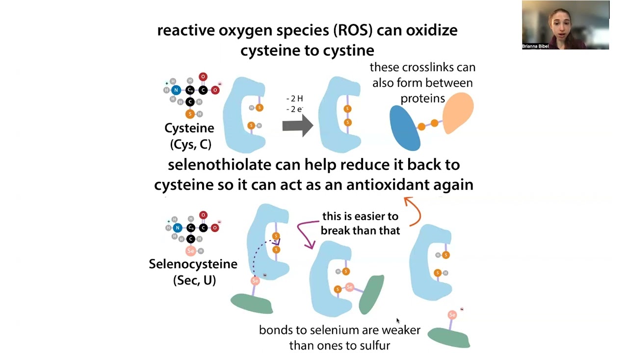 Selenocysteine and selenoproteins