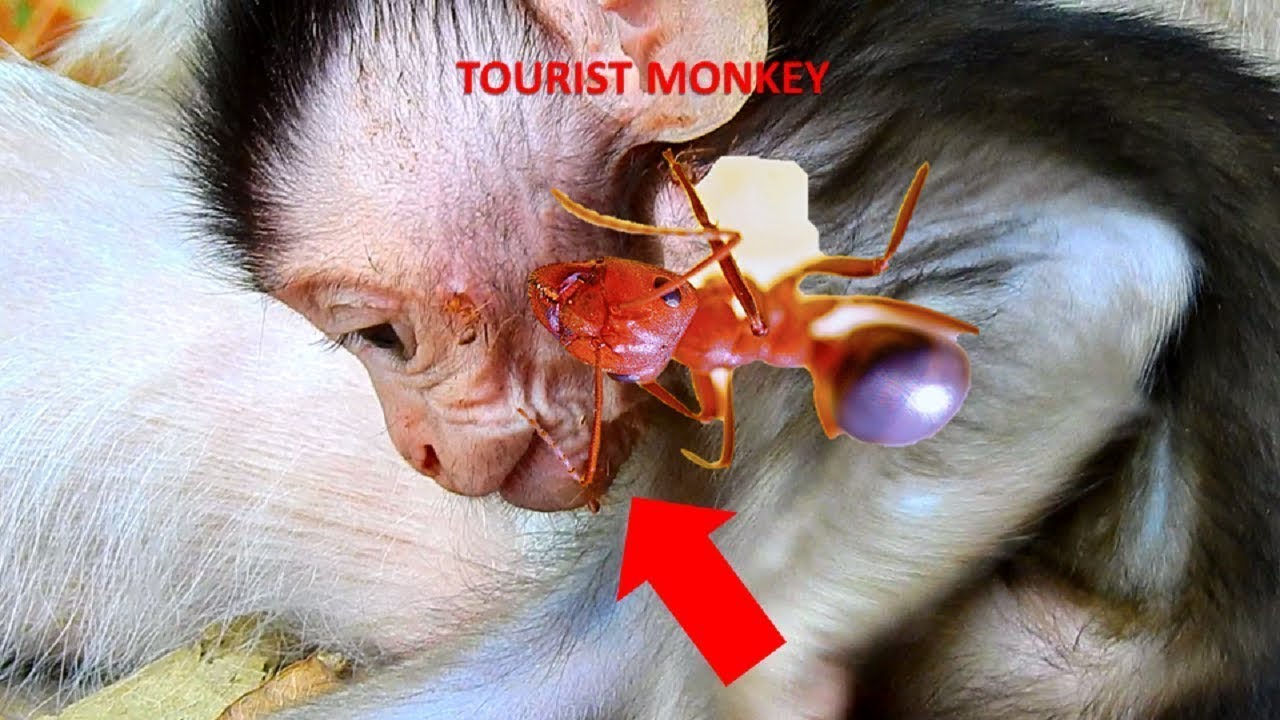 Pity adorable baby Dustin, Baby cry because red ant bit, Why Mom don't care baby