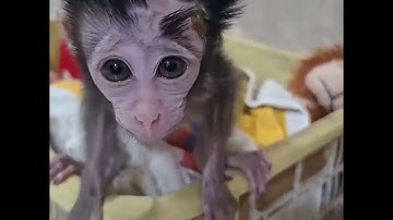 This is the consequence of Ruby the monkey always biting her thumb.#MonkeyLover #babymonekey#smallba