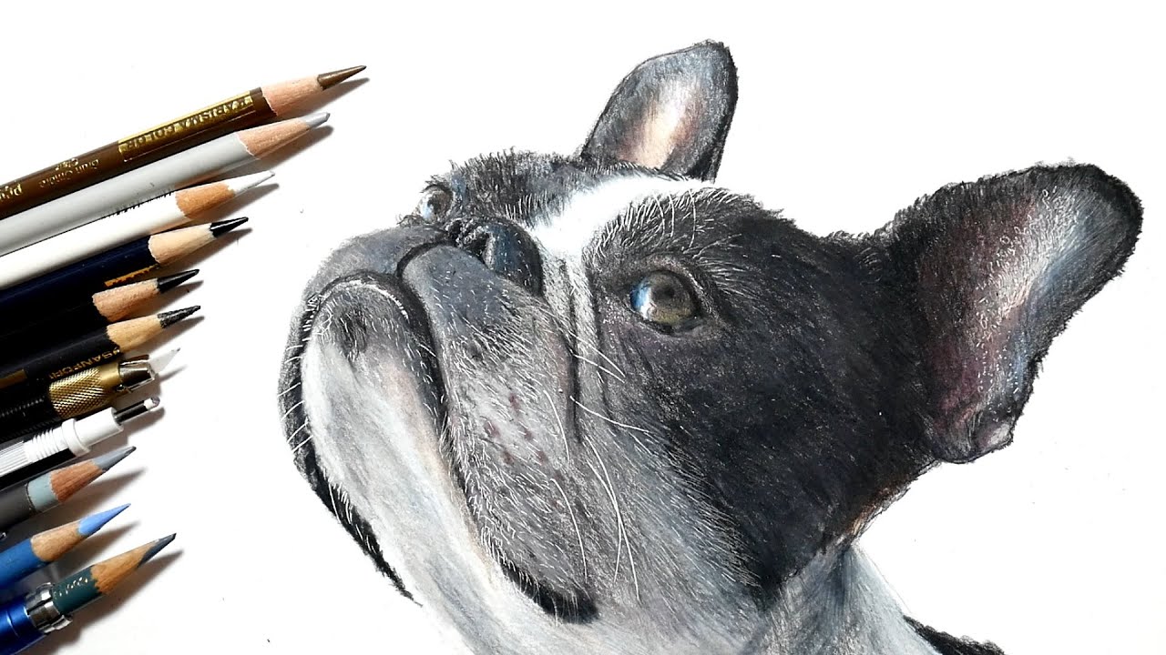 色鉛筆で犬を描いてみた ボストンテリア Realistic Colored Pencil Drawing Of A Boston Terrier Youtube