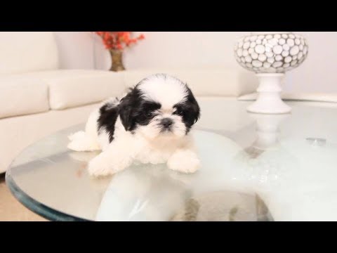 Black White Shih Tzu Puppy Too Cute Youtube