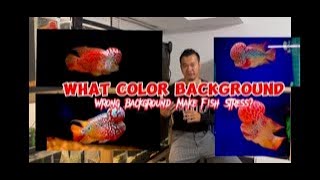 Choose Right Background Color for Flowerhorn Fish with RedFather