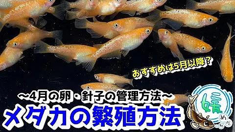 メダカ育成ネットおすすめランキング