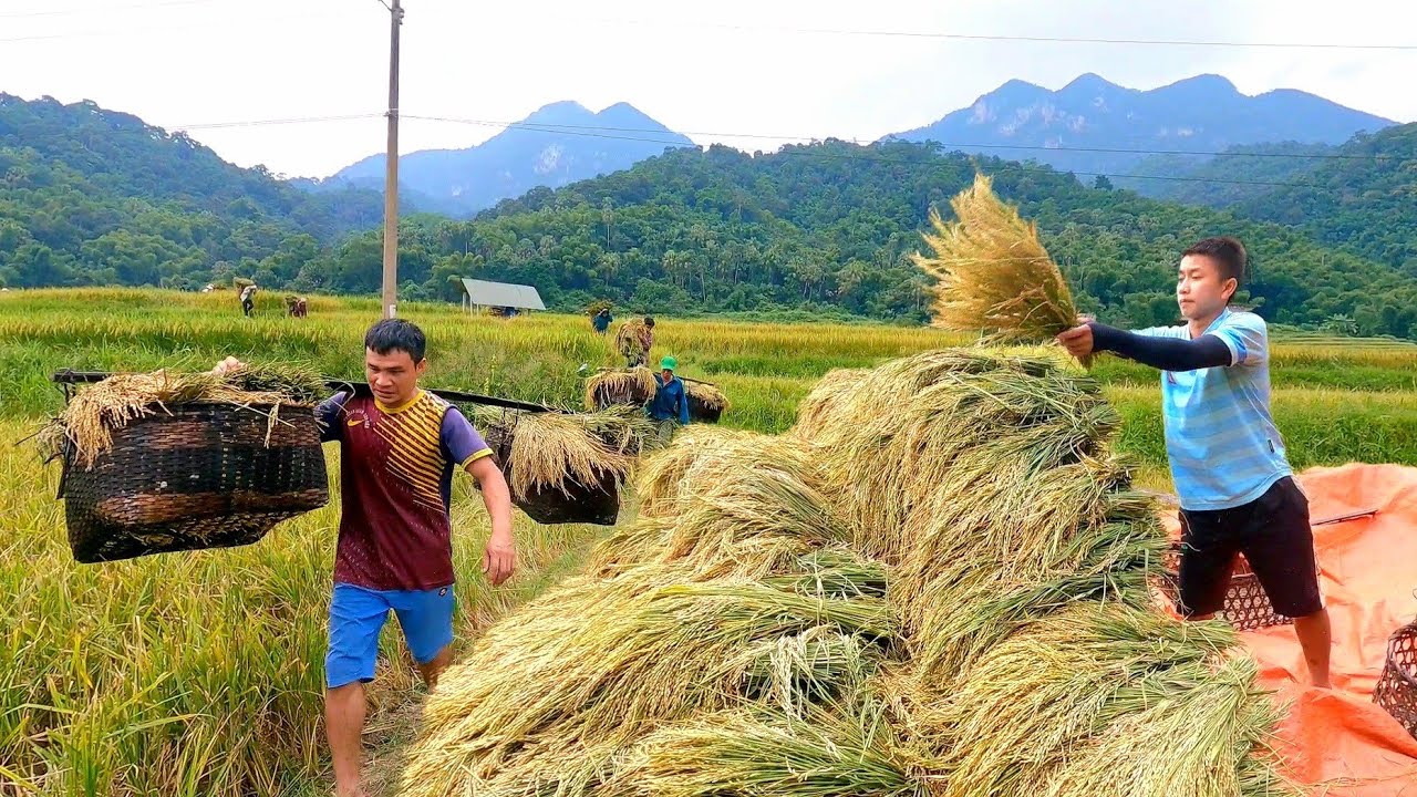 Сбор риса с жителями деревни - Обильный урожай - Изготовление рисовых лепешек | Nhu Building Life