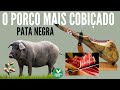 Conheça o Pré-Histórico Porco Ibérico e o  Presunto Mais Famoso do Mundo!