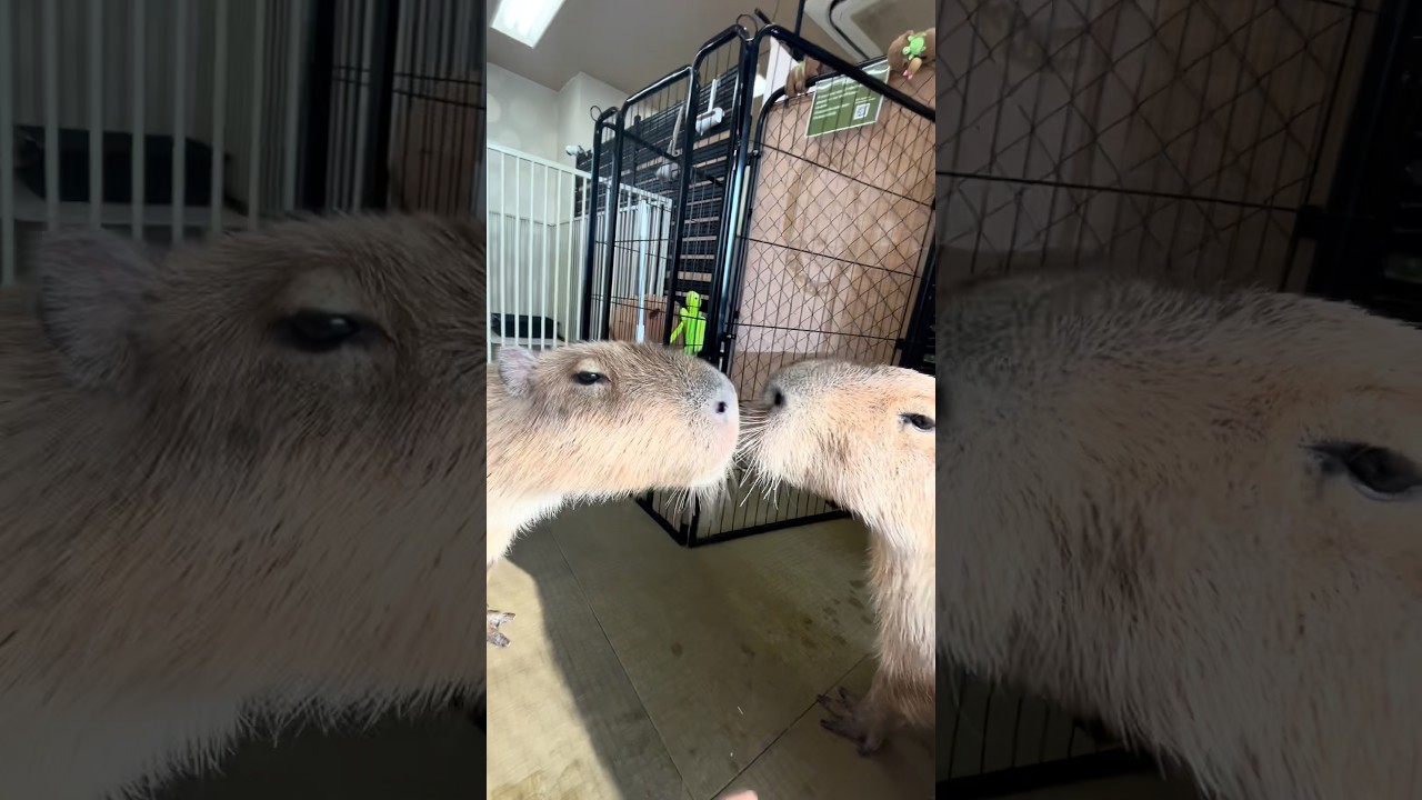 First kiss? 😘 🐹 #capybara #capybaracafe #cappiness #shinjuku #animalcafe