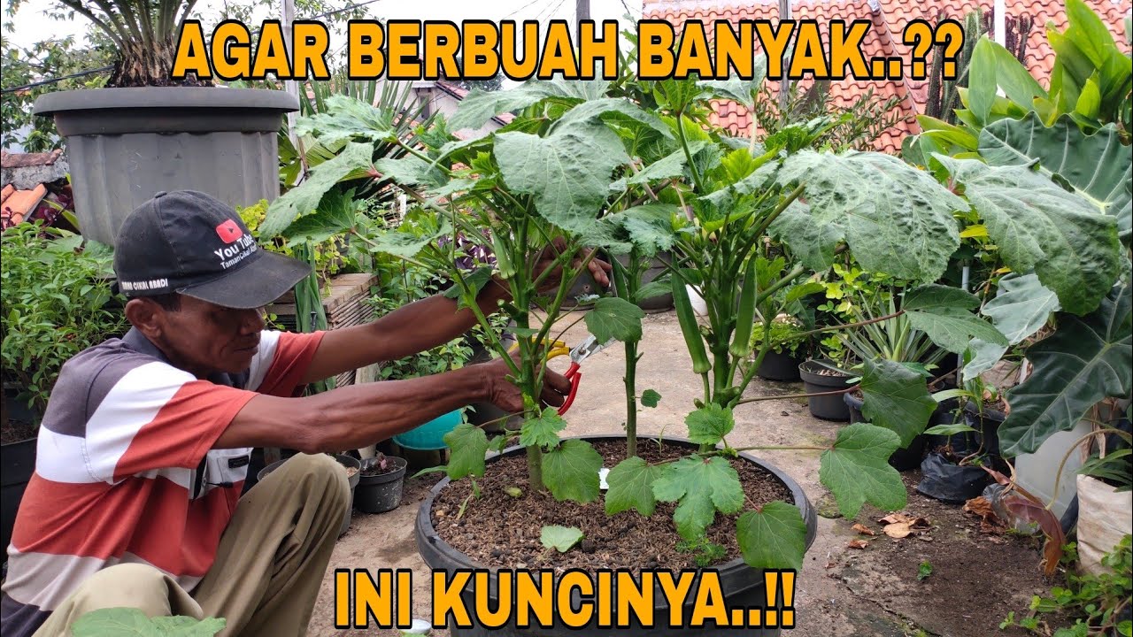 CARA MERAWAT OKRA AGAR BUAHNYA BANYAK !! PART 2