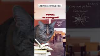 Котов подглядывает в учебник #ржака #мем #прикол #смешнойкот #смешныеживотные