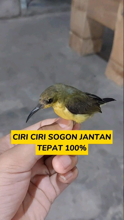 Ciri Sogon Ijoan Jantan Tepat 100% #sogon #sogokontong #burungsogon #burung