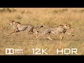 Amazing world animals in dolby vision 12kr 120fps  relaxing piano music