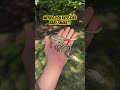Would you KEEP this Baby Ball Python!?