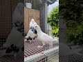favourite pair ..#pigeons #pets #petlovers #fypシ #parava