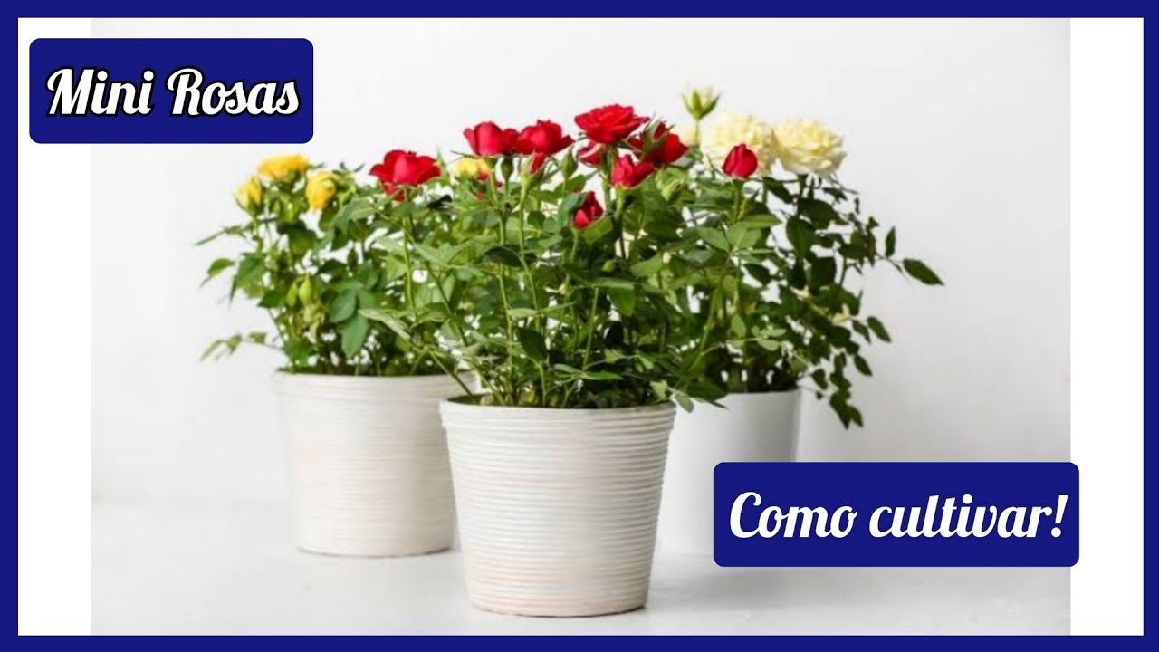 7 Dicas de como cuidar de Mini Rosas. #rosas #plantas #cuidados #dicas ...