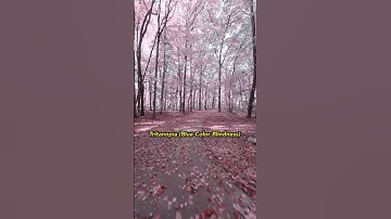 Thumbnail of POV: Fall Color Blindness
