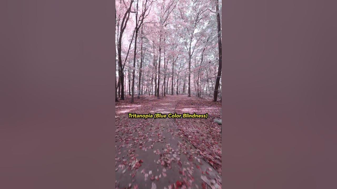 POV: Fall Color Blindness