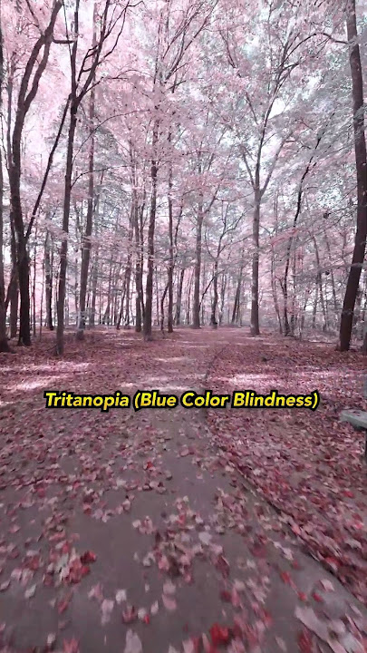 POV: Fall Color Blindness