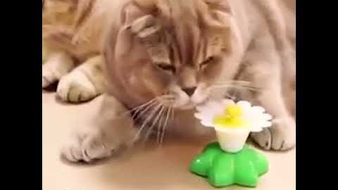 Electric Rotating Cat Toy