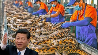 Peternakan Ular China!!! Hasilkan 195 Milyar dari 3 Juta Ular Setiap Tahunnya | Peternakan Ular