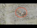 Mountain Goats Fight on VERTICAL Cliff (Crazy Himalayan Tahr)