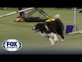 Kaboom, the Border Collie, wins third overall 24&quot; class at 2022 WKC Masters Agility | FOX SPORTS