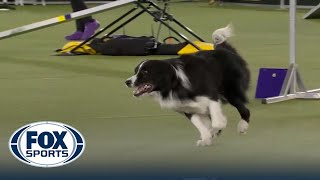 Kaboom, the Border Collie, wins third overall 24' class at 2022 WKC Masters Agility | FOX SPORTS